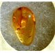 Essential Oil of Liquid Amber