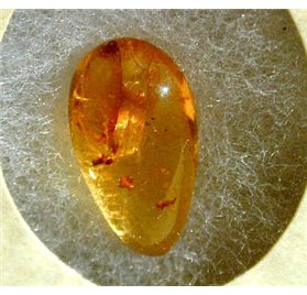 Essential Oil of Liquid Amber
