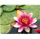 Essential Oil of Lotus Flower