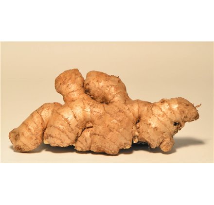Essential Oil of Ginger