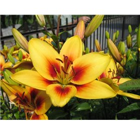 Essential Oil of Lily