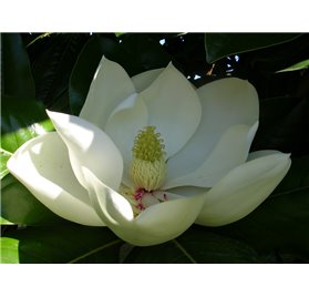 Olio essenziale di magnolia