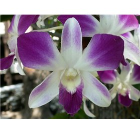 Huile Essentielle d'Orchidée