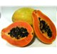 Aceite Esencial de Papaya 43282