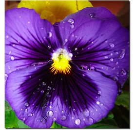 Essential Oil of Pansy