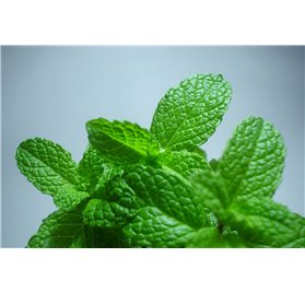 Essential Oil of Pure Peppermint