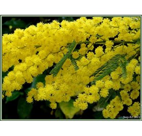 Essential Oil of Mimosa