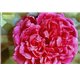 Essential Oil of Centifolia Rose