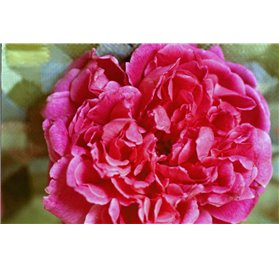 Huile Essentielle de Rose Centifolia