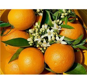 Olio essenziale di fiori d'arancio