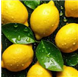 Olio essenziale di Idra di limone