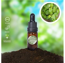 Essential Oil of Lemon Balm