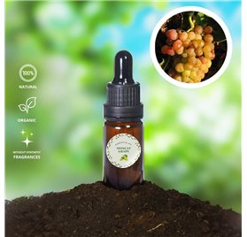 Essential Oil of Muscat Grape