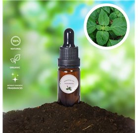 Olio essenziale di patchouli